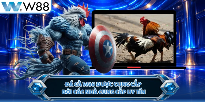 Đá gà W88 được cung cấp bởi các nhà cung cấp uy tín
